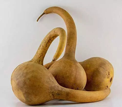 Dipper Gourd Seeds 5 Ct Heirloom NON-GMO Long Handle Bottle Cucurbita pepo - USA Free Shipping