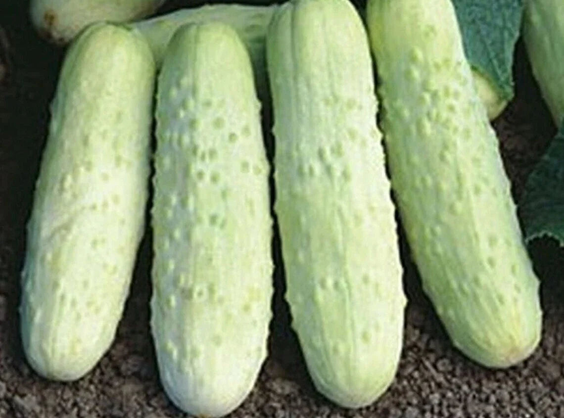 White Wonder Cucumber Seeds - 100+ Heirloom Organic Non-GMO - Rare Cucumis sativus