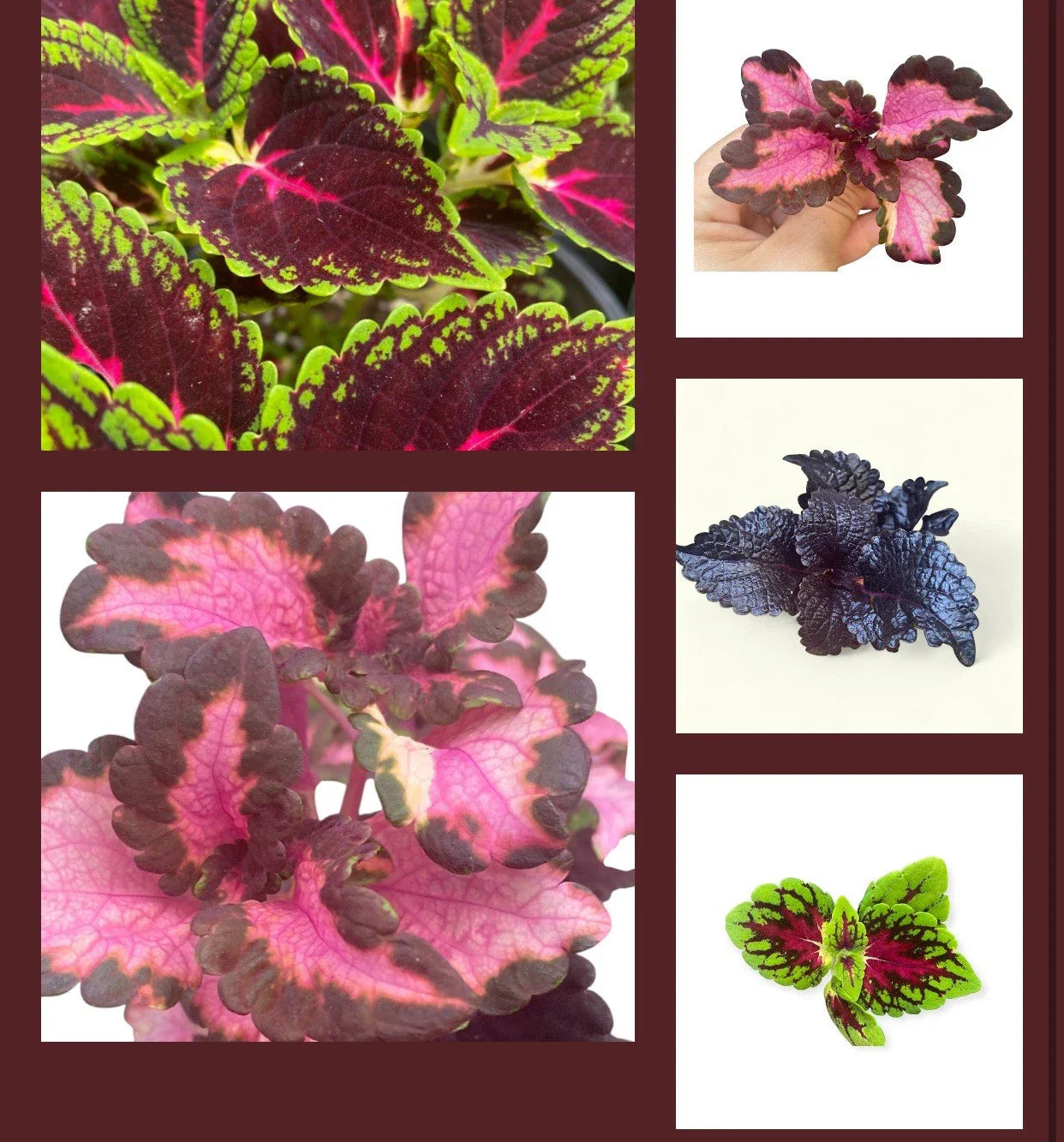 Coleus Rooted Cuttings Set of 10 Varieties - Colorful Live Plants for Coleus Lovers (Solenostemon scutellarioides)