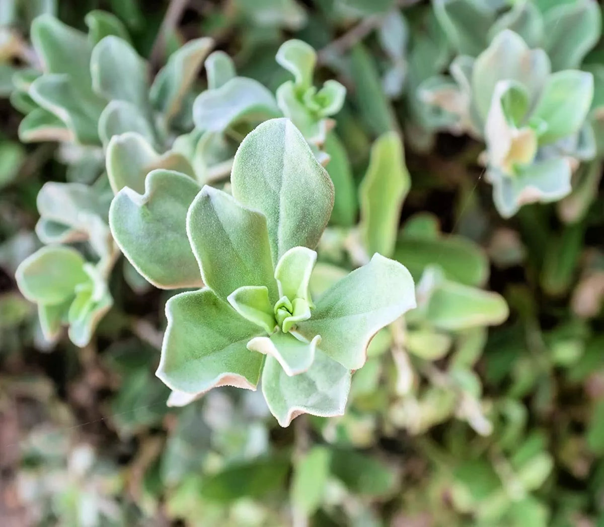 Silver Saltbush Seeds - 50 Pack - Landscape Bush - Atriplex argentea - Made in USA