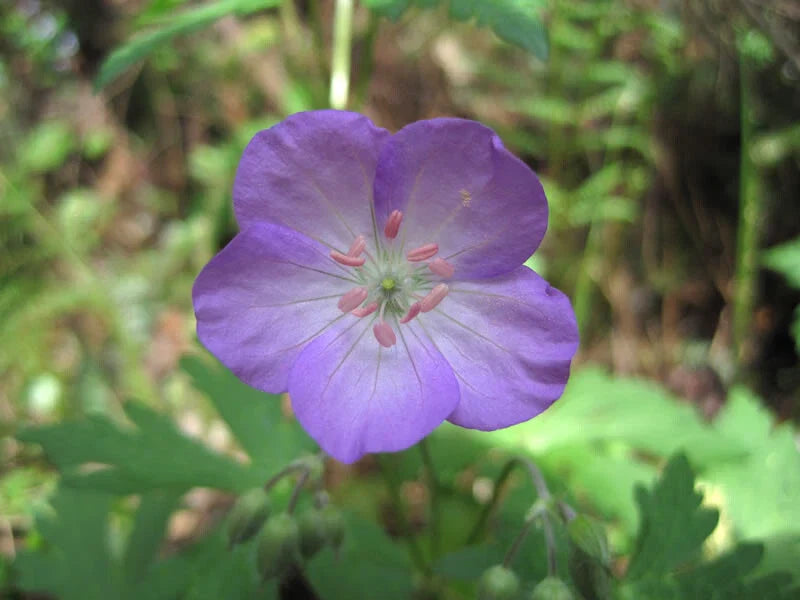 Wild Geranium Bare Root 15 ct. - Geranium maculatum - Native Perennial Flower for Gardens
