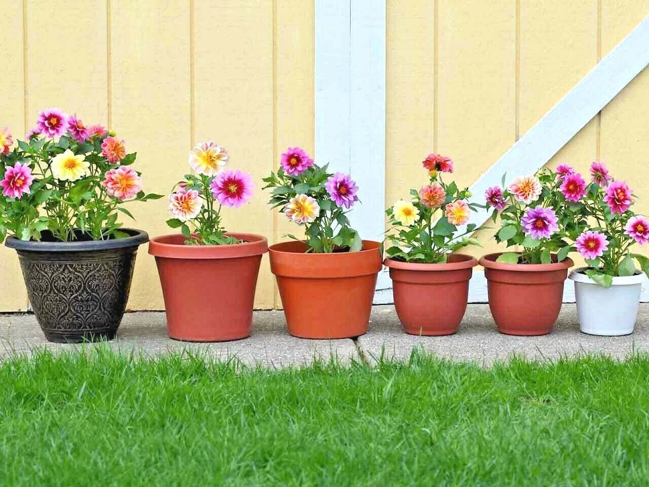 Dwarf Dahlia Patio Mix Seeds - 16" Tall Summer Flowers for Garden & Container - Ideal for Colorful Displays