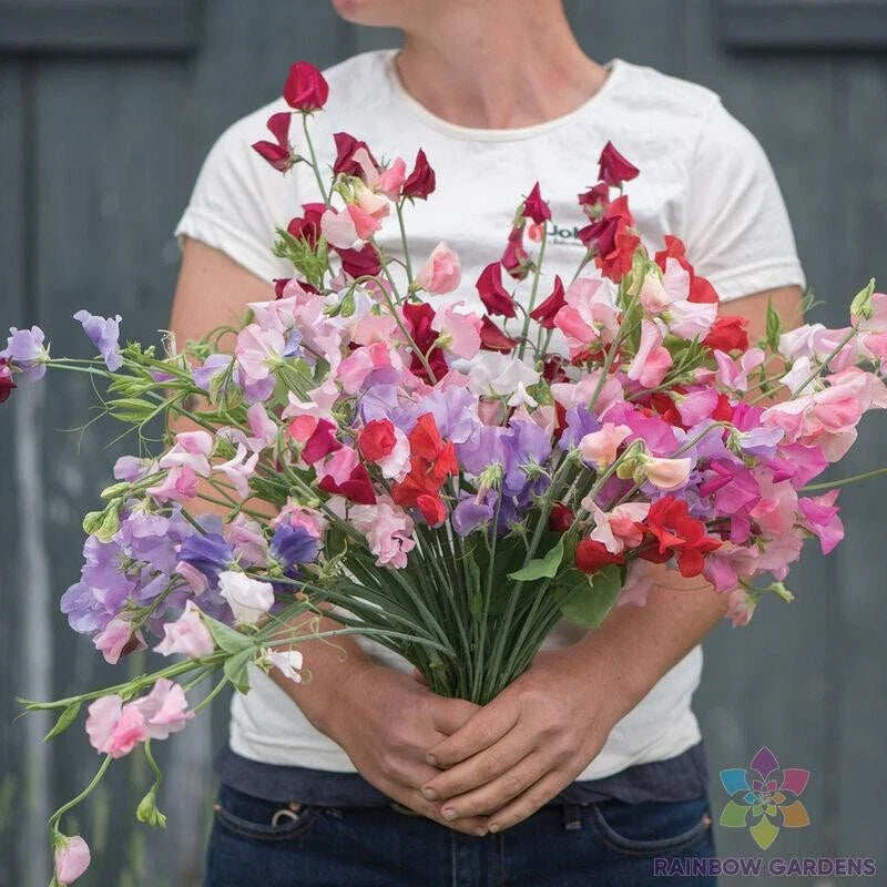 Sweet Pea Seeds - 50+ Elegance Formula Mix - Lathyrus odoratus - Garden Planting - USA - Free Shipping