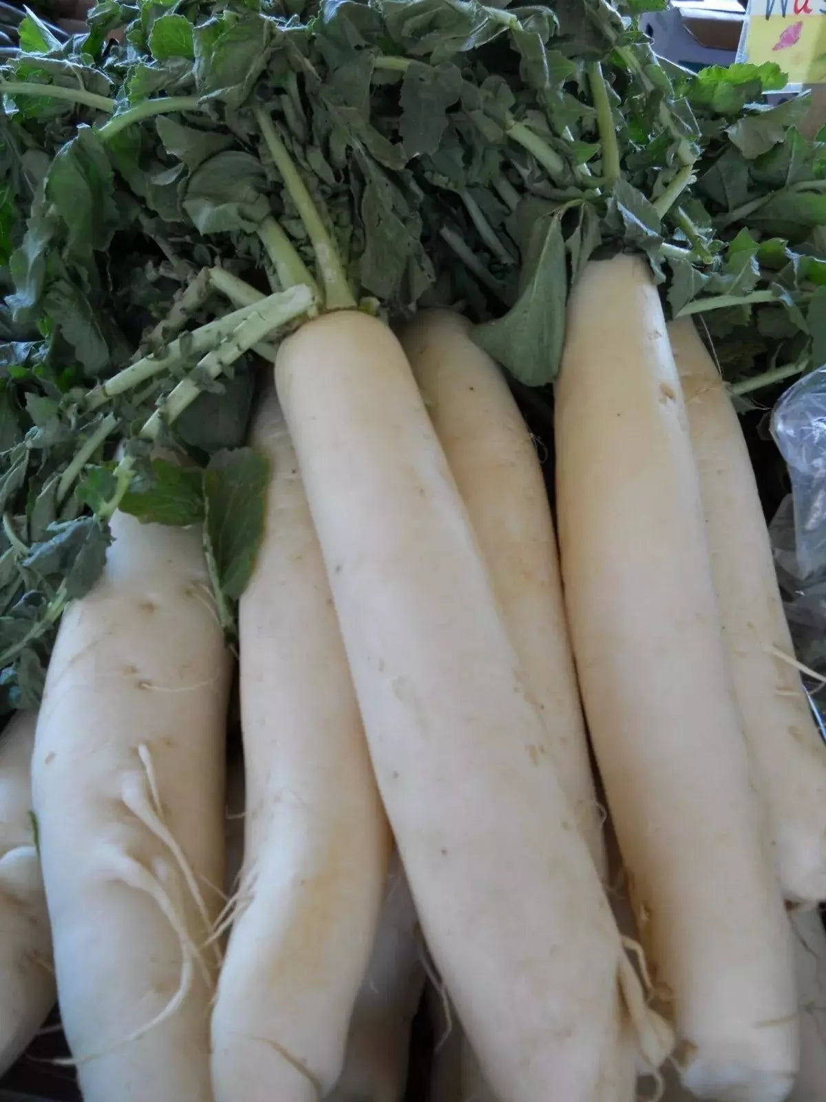 Daikon Radish Seeds - 100+ Heirloom Organic Japanese Minowase - Non-GMO Garden Seeds