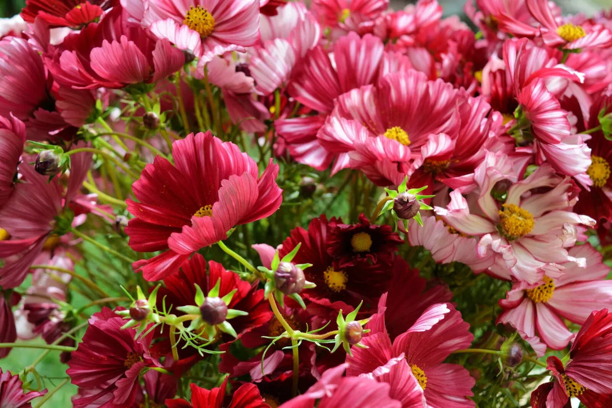 Velouette Cosmos Seeds - 200+ Pack for Garden Planting - Colorful Annual Flower - Cosmos bipinnatus