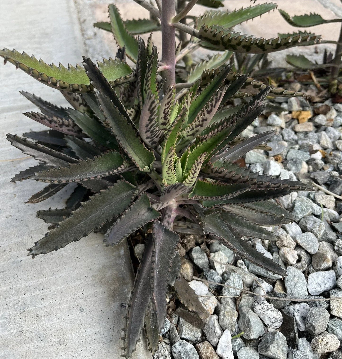 Mature Mother of Thousands Plant - Kalanchoe daigremontiana - Fully Rooted Live Succulent - Unique Indoor/Outdoor Cactus