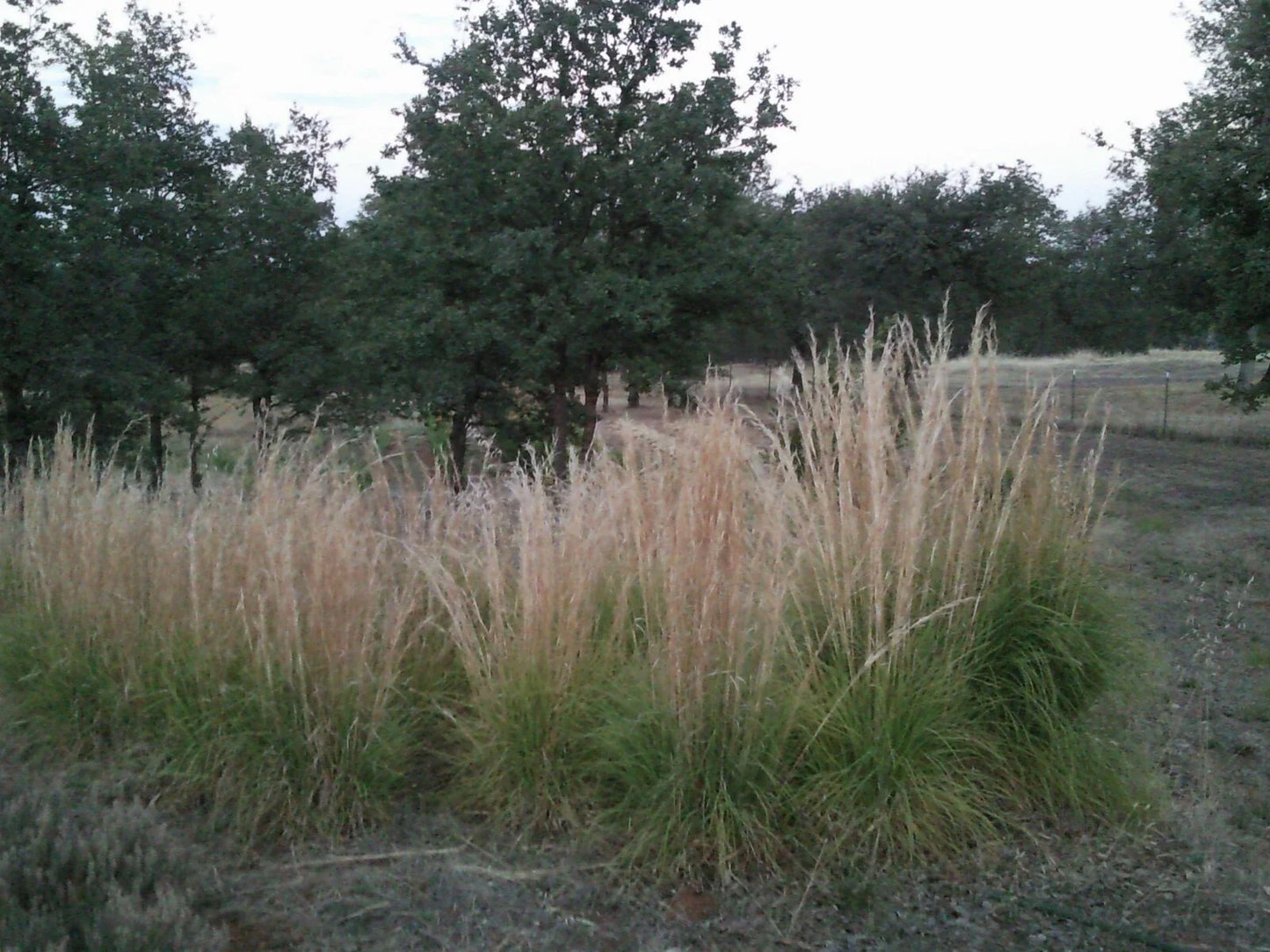 Feather Reed Grass Plugs, Live Ornamental Grass, Karl Foerster, 6 Bare Roots, Perfect for Landscaping - Calamagrostis acutiflora