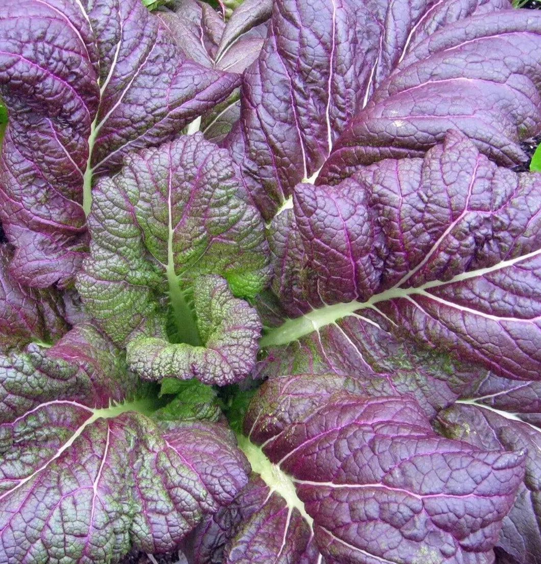 Osaka Purple Mustard Seeds 300+ Heirloom Asian Culinary Vegetable Brassica juncea - Free Shipping