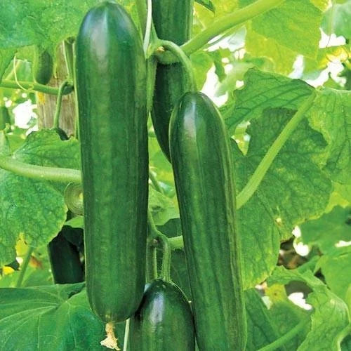 Heirloom Cucumber Seeds - Organic Non-GMO Ashley Long Variety - Fresh and Flavorful (Cucumis sativus)