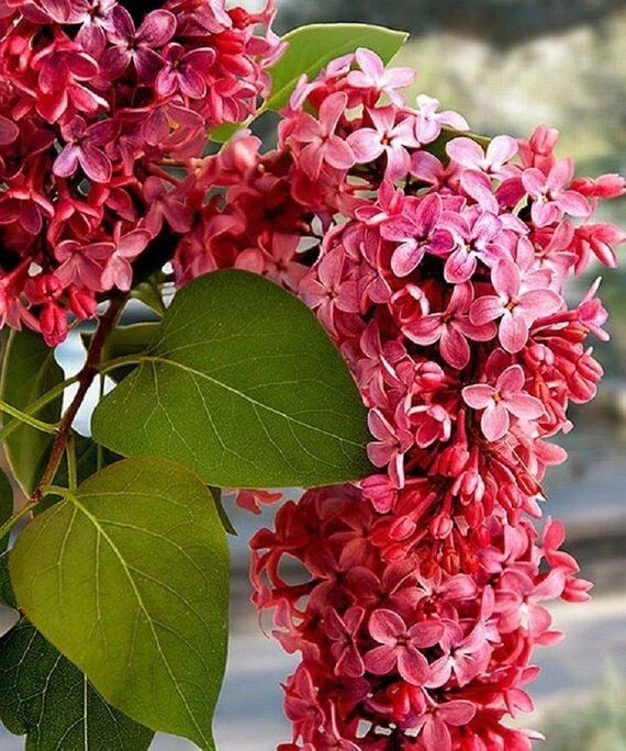 Crimson Lilac Seeds - 25 Perennial Flower Seeds for Fragrant Blooms - Syringa vulgaris - Fast Shipping from US Seller