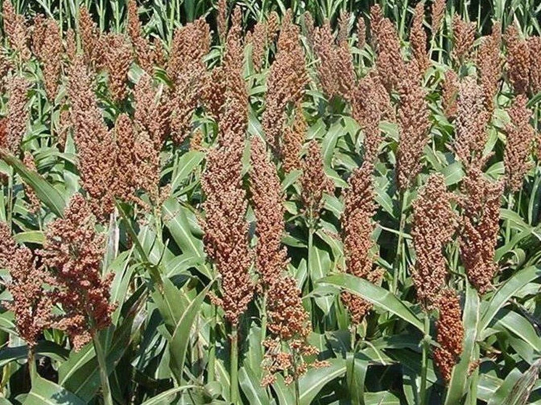 Sorghum Seeds - Sweet Sugar DRIP Variety - Syrup Production - Sorghum bicolor