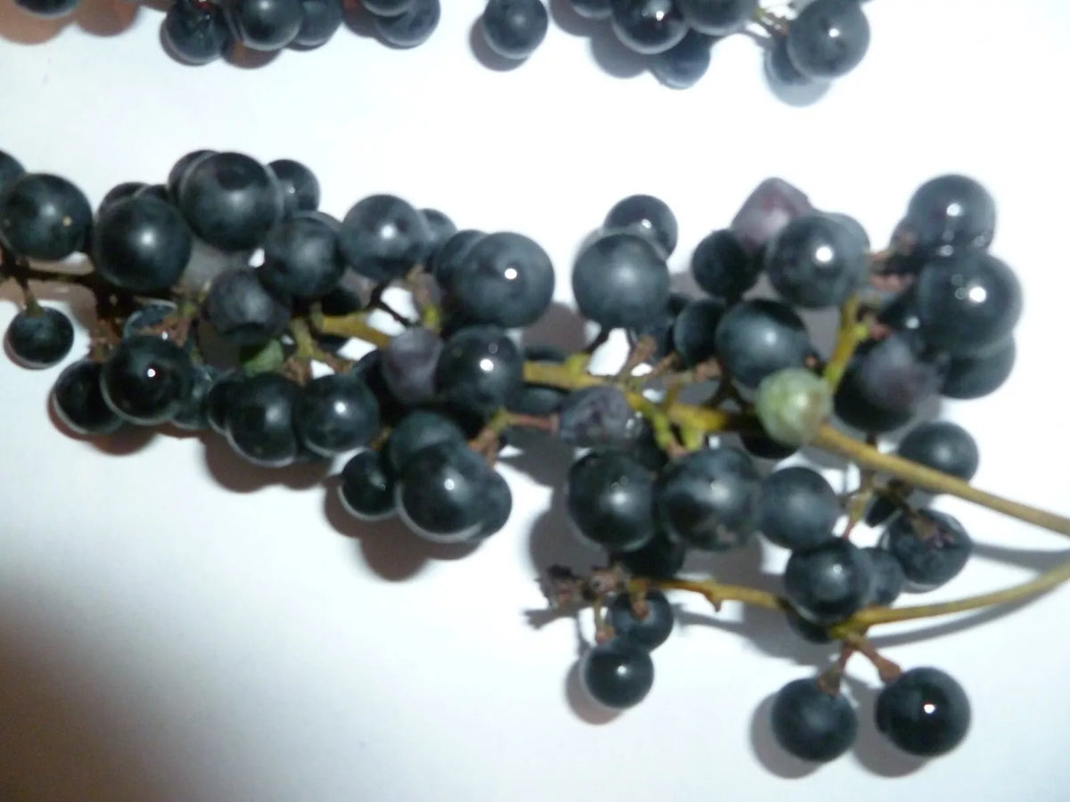 Wild Grape Seeds - 10 Organic Vitis aestivalis - Heirloom Seeds for Gardening - Free Shipping