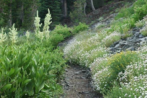 White Horse Mint Seeds - 1000 Rare Medicinal Herb Seeds - Aromatic Variety (Mentha spicata)