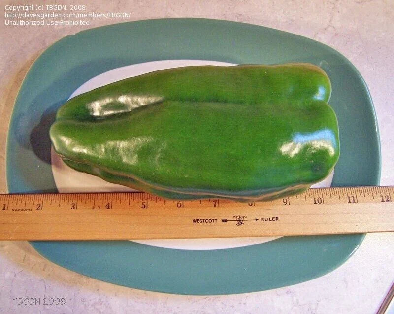 Big Bertha Sweet Pepper Seeds - 25+ Non-GMO Heirloom Organic Rare Fresh Seeds - Capsicum annuum