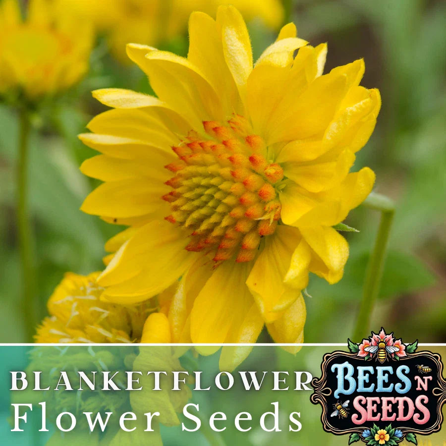 Golden Joy Blanket Flower Seeds - 200 Non-GMO Flower Seeds - Gaillardia aristata, Colorful Perennial Garden Plant
