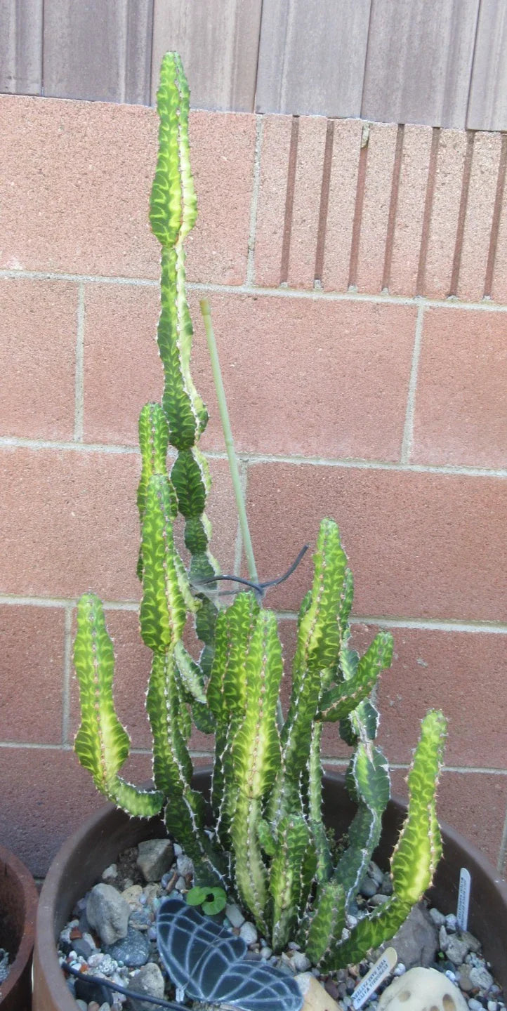 Euphorbia 'Watusi' Cutting - Rare Bill Baker Hybrid Succulent, 6" - Unique Houseplant for Collectors