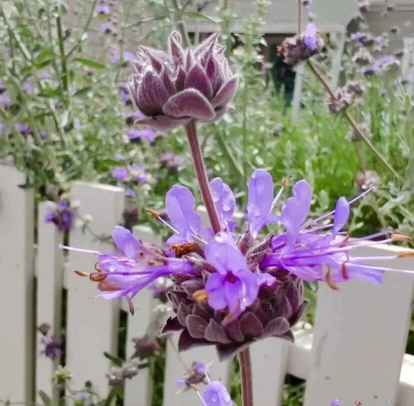 San Luis Purple Sage Seeds - 100+ Native Herb Seeds - Salvia Leucophylla - 2024 - USA