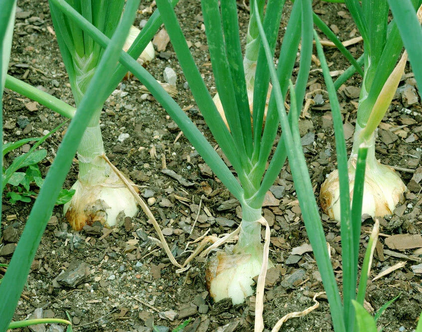 Walla Walla Onion Seeds - 100+ Non-GMO Sweet Mild Vegetable Garden Seeds - Allium cepa