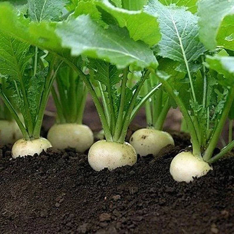 White Egg Turnip Seeds, Heirloom NON-GMO, Variety Size Packets, Brassica rapa subsp. rapa, Free Shipping