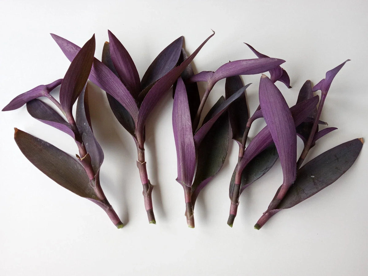 Large Purple Heart Tradescantia Pallida Cuttings - 5 Live Perennial Plant Cuttings Ready to Grow