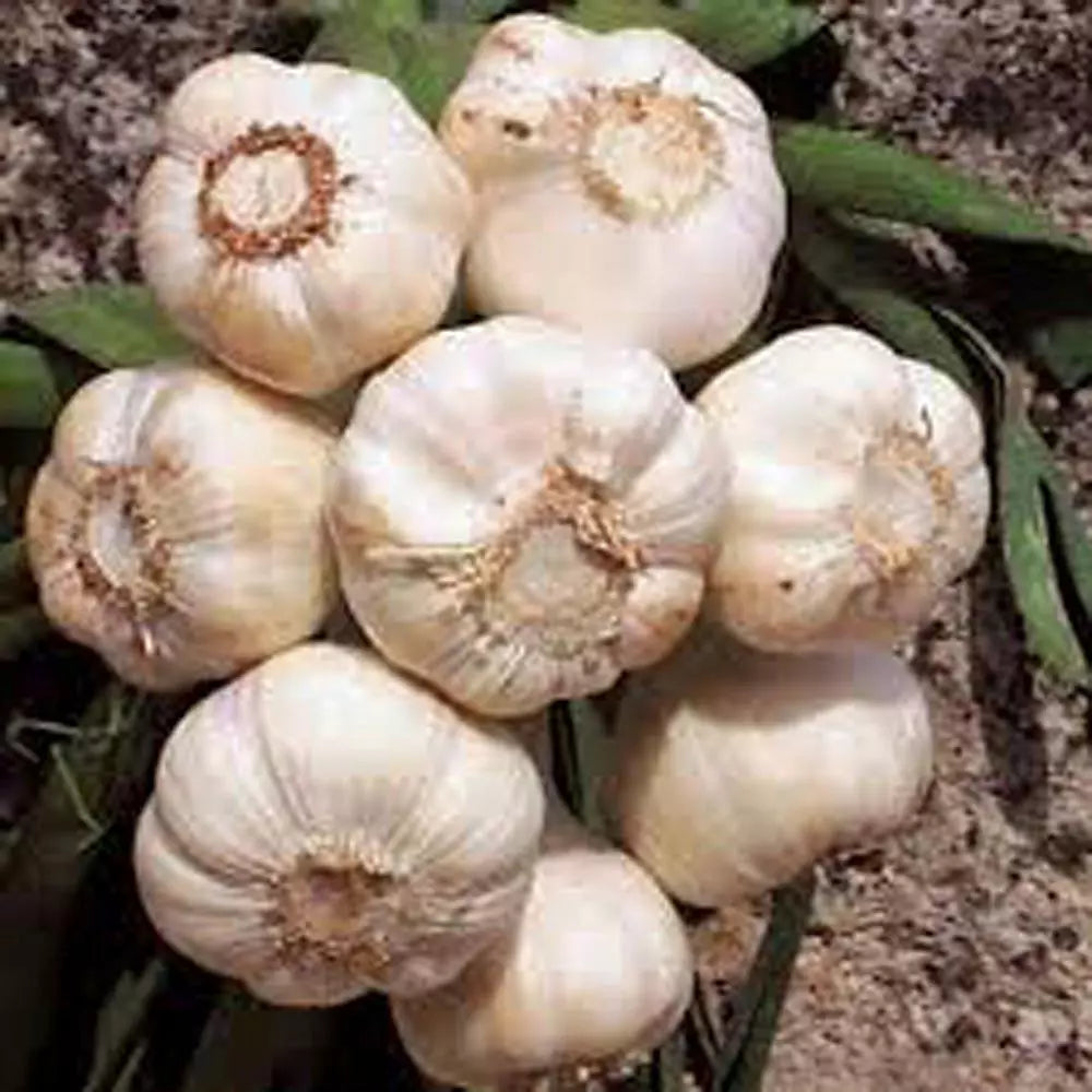 Fresh California Softneck Garlic Bulb 1/2 Pound for Planting & Growing - Allium sativum