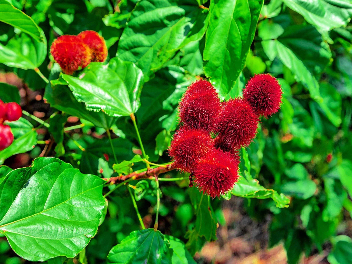 Lipstick Tree Seeds - 20 Seeds - Bixa orellana - Tropical Planting Seeds for Garden