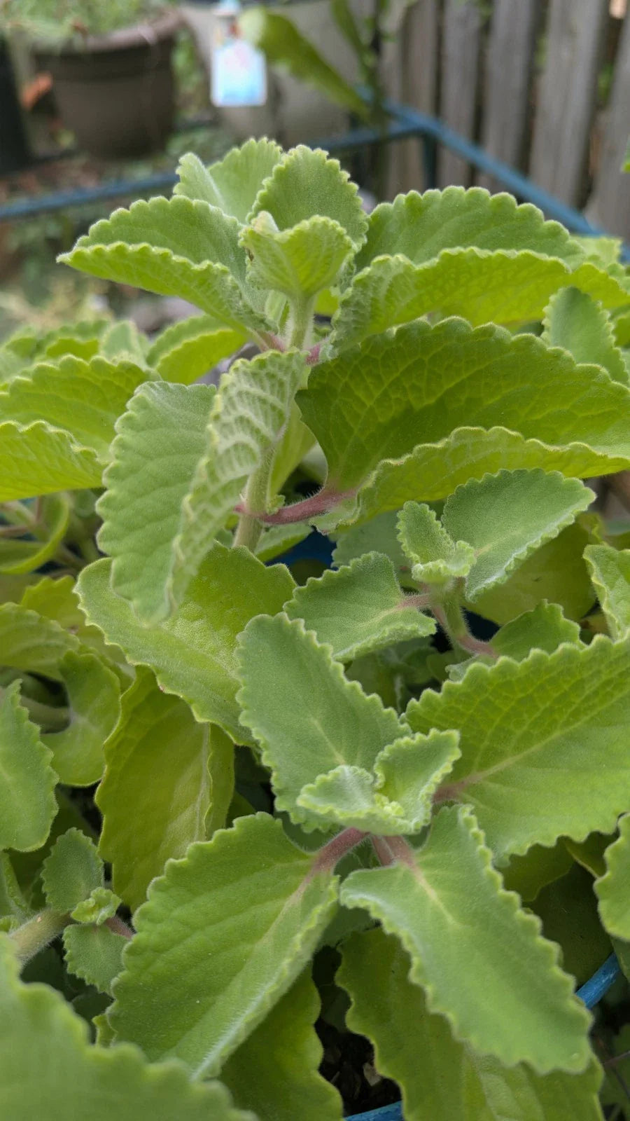 Cuban Oregano Cuttings - 3 Unrooted Ajwain Karpooravalli - Plectranthus Amboinicus - Fresh Herb for Cooking
