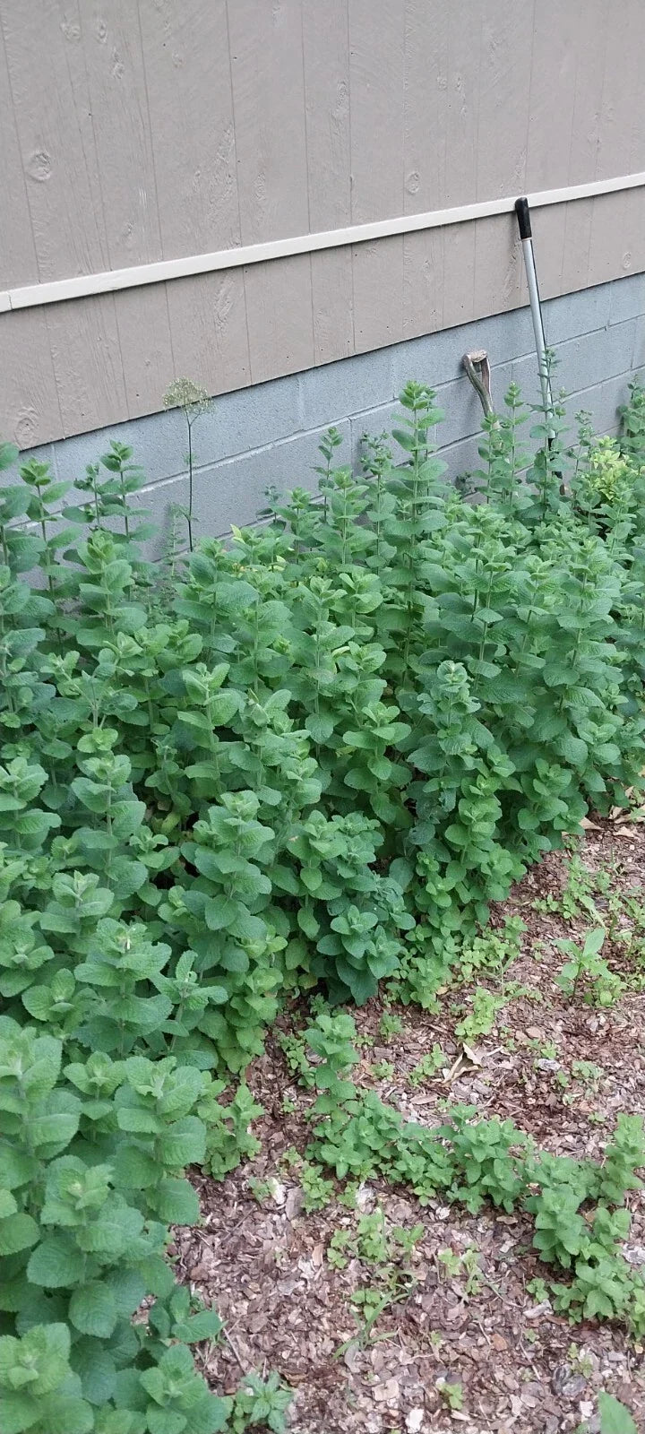 Hardy Giant Apple Mint Plants - 4 Pack - Fast Growing - Mentha suaveolens 'Variegata' - Smoky Mountains TN