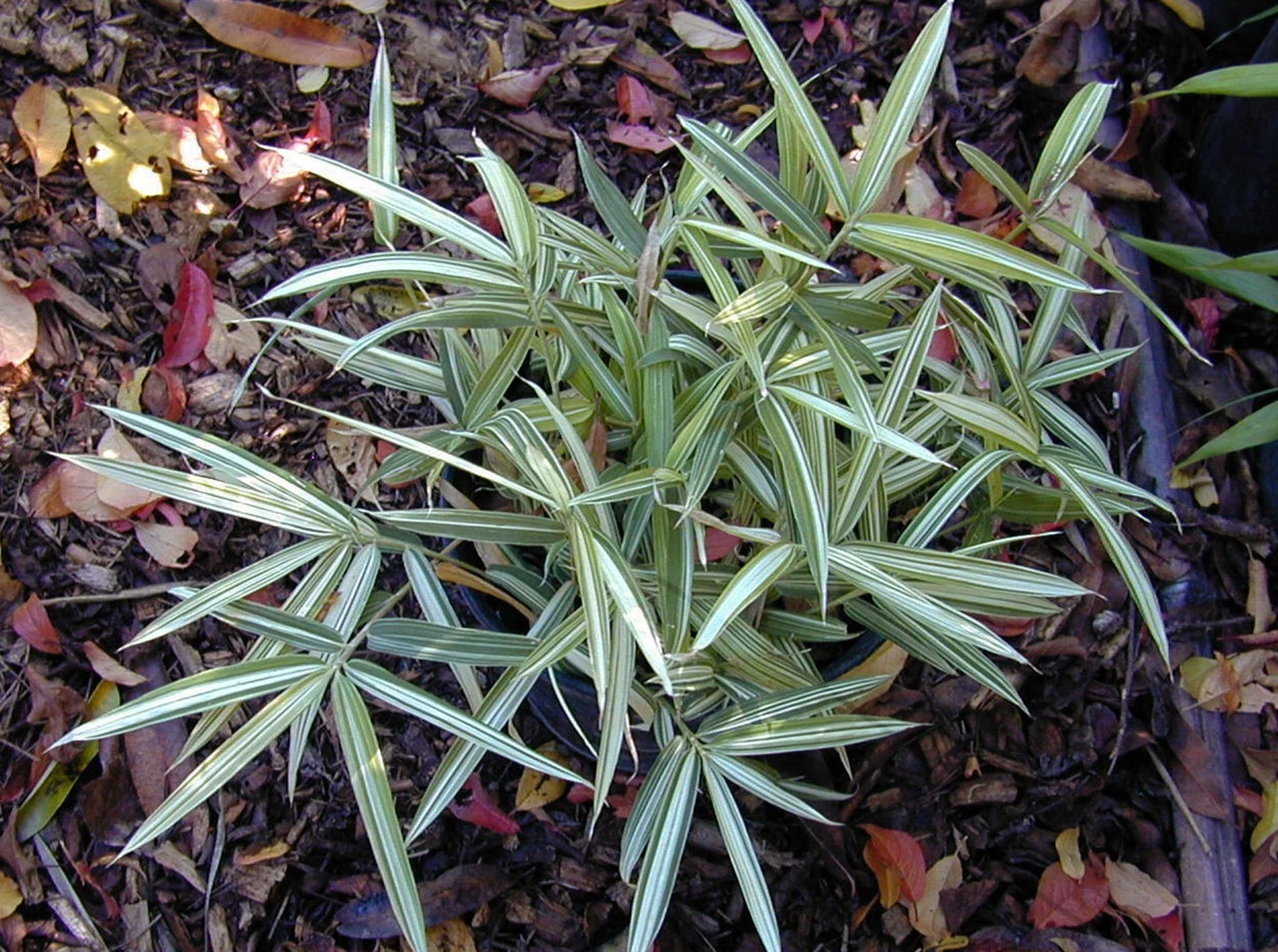 Dwarf White Stripe Bamboo Seeds - 50 Count - Clumping Privacy Plant for Garden - Shade Screen (Bambusa multiplex)