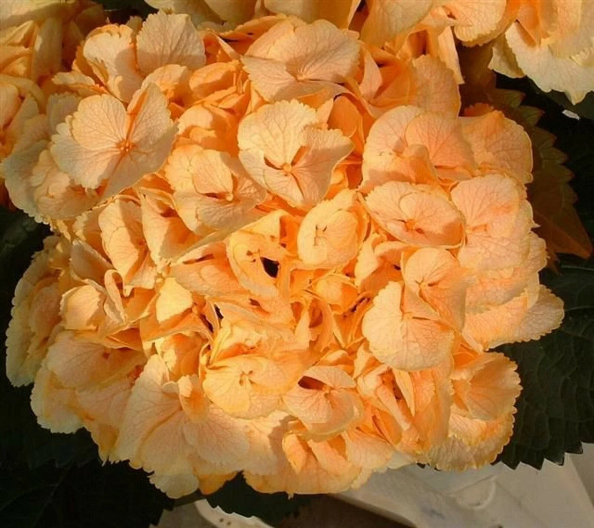 Yellow Hydrangea Seeds - 5 Perennial Hardy Flower Bush Seeds - Hydrangea macrophylla