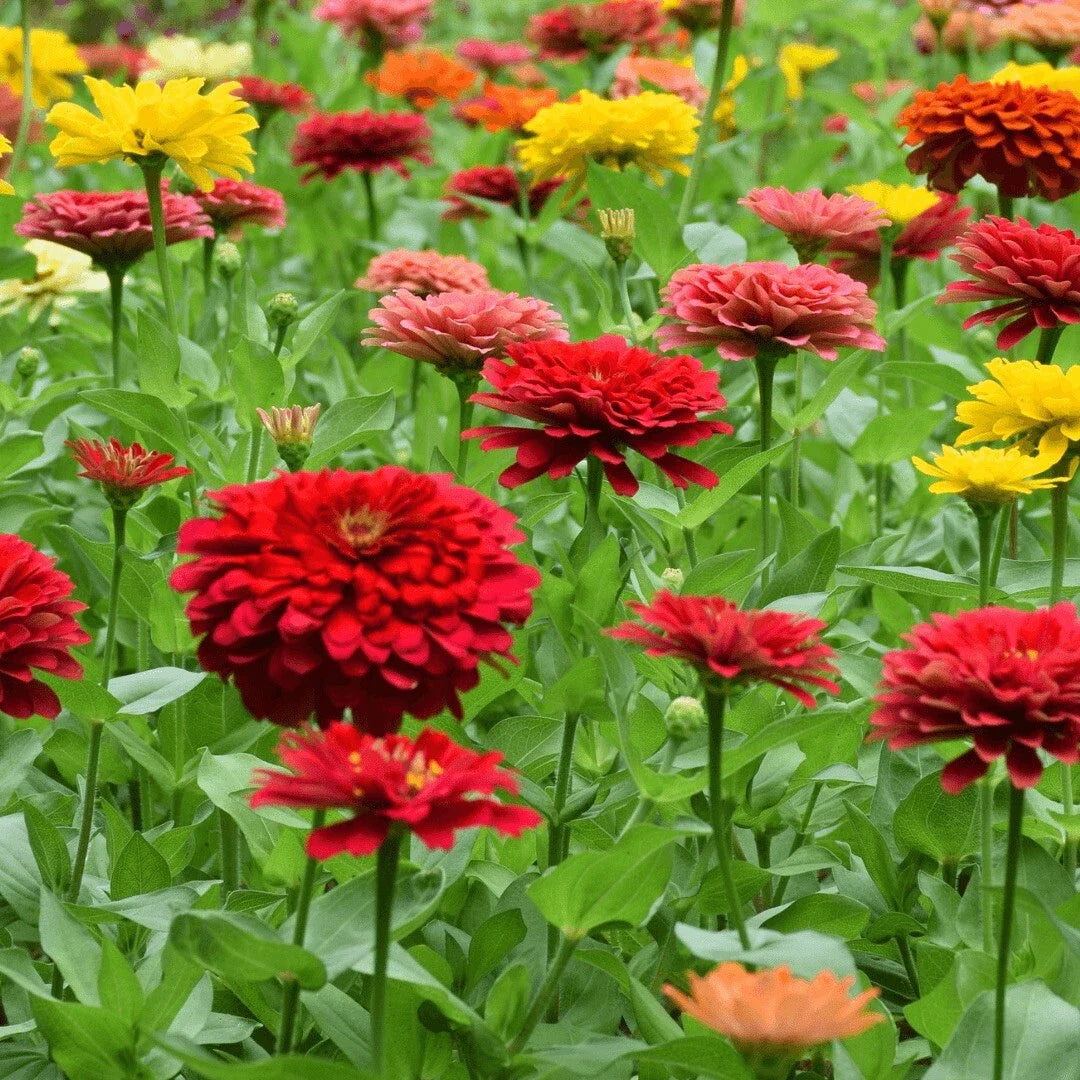 Zinnia Seeds - 200+ Mixed Color Variety for Vibrant Flower Gardens - Zinnia elegans