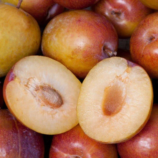 Grenade Pluot Scions - Fruit Tree Cuttings - Prunus domestica x Prunus salicina - Grafted Variety for Home Gardening