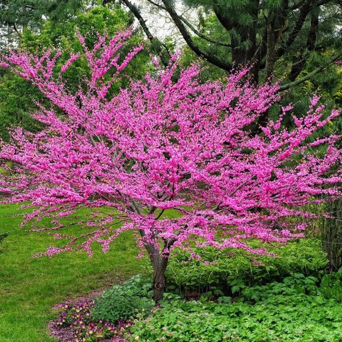Eastern Redbud Tree Seeds - 20+ Seeds, Cercis canadensis, Judas Tree, Mediterranean Variety