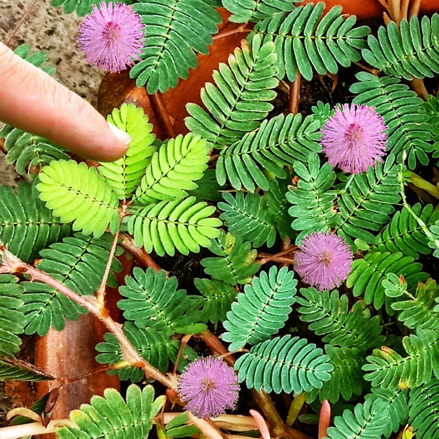 Sensitive Plant Seeds - Shameplant Seeds for 2025 Planting - Mimosa pudica, Reacts to Touch