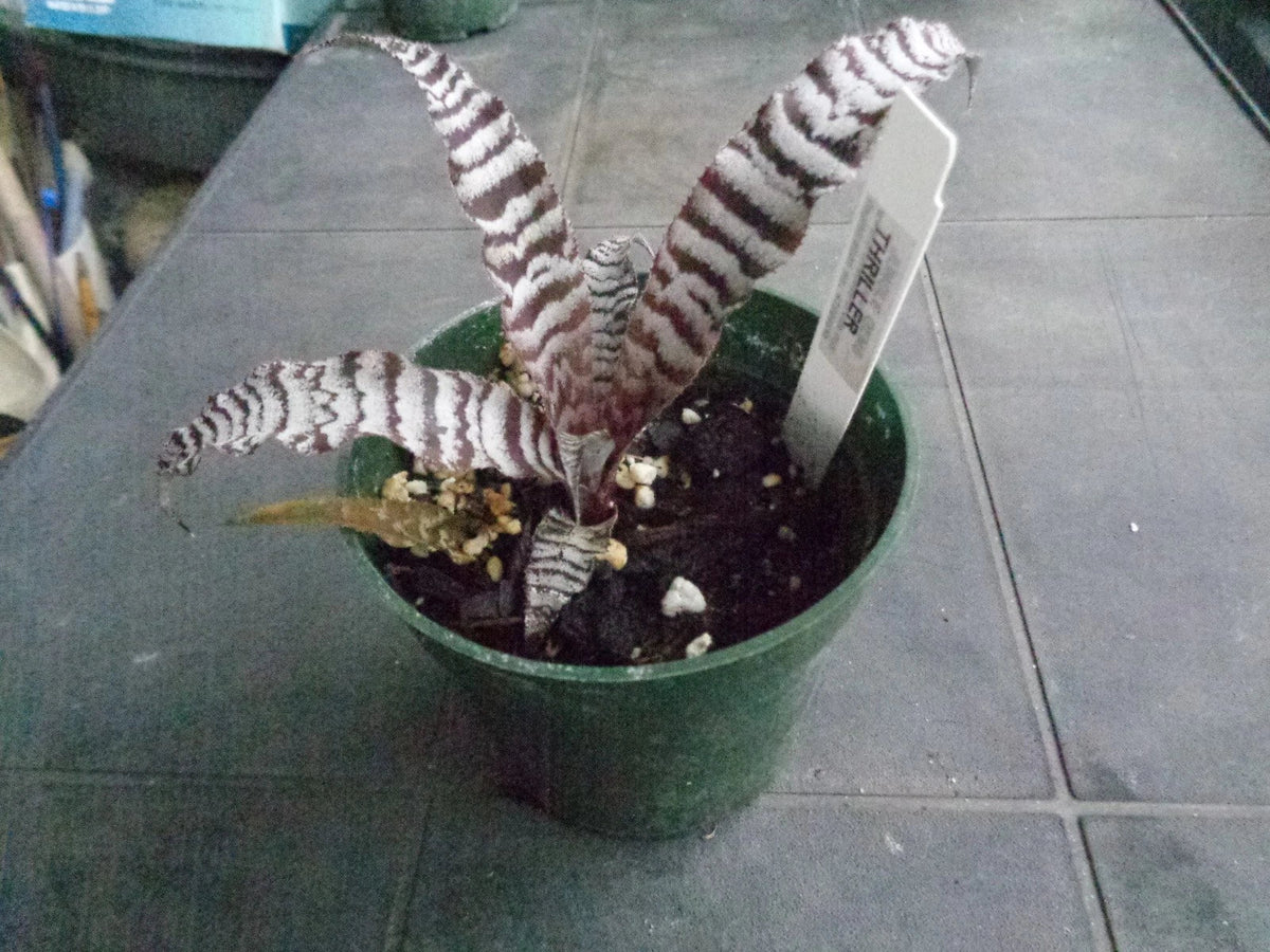 Cryptanthus Thriller Rooted Pup Earth Star Bromeliad - Bare Root Plant