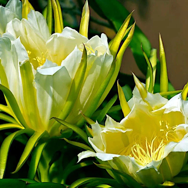 White Dragon Fruit Seeds - H. Undatus - Pitahaya Strawberry Pear Cactus Vine - Tropical Fruit Gardening