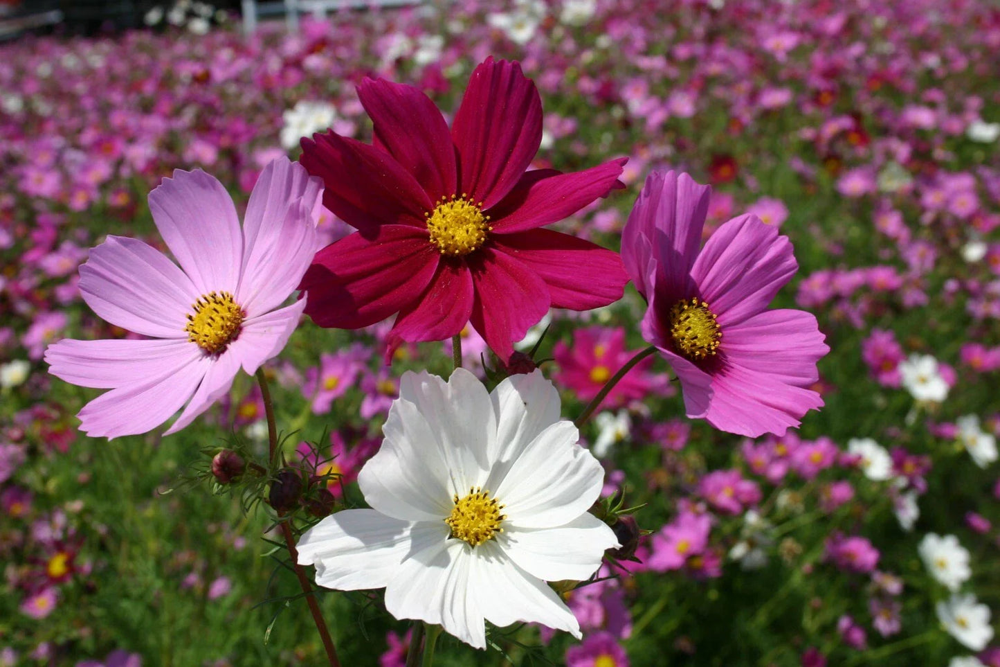 Cosmos Seeds Sensation Mix 100 Ct - Colorful Annual Flower Seeds for Garden - Cosmos bipinnatus - USA Seller, Free Shipping