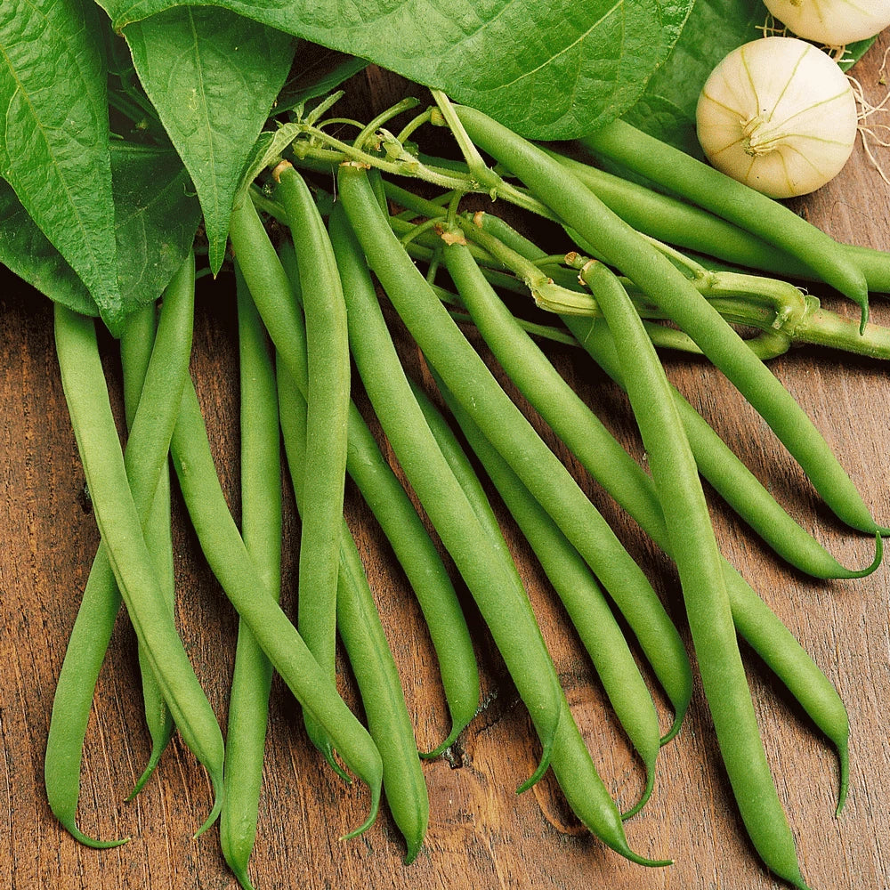 Heirloom Green Bean Seeds | Non-GMO Vegetable Seeds | Provider Variety | Fast Shipping