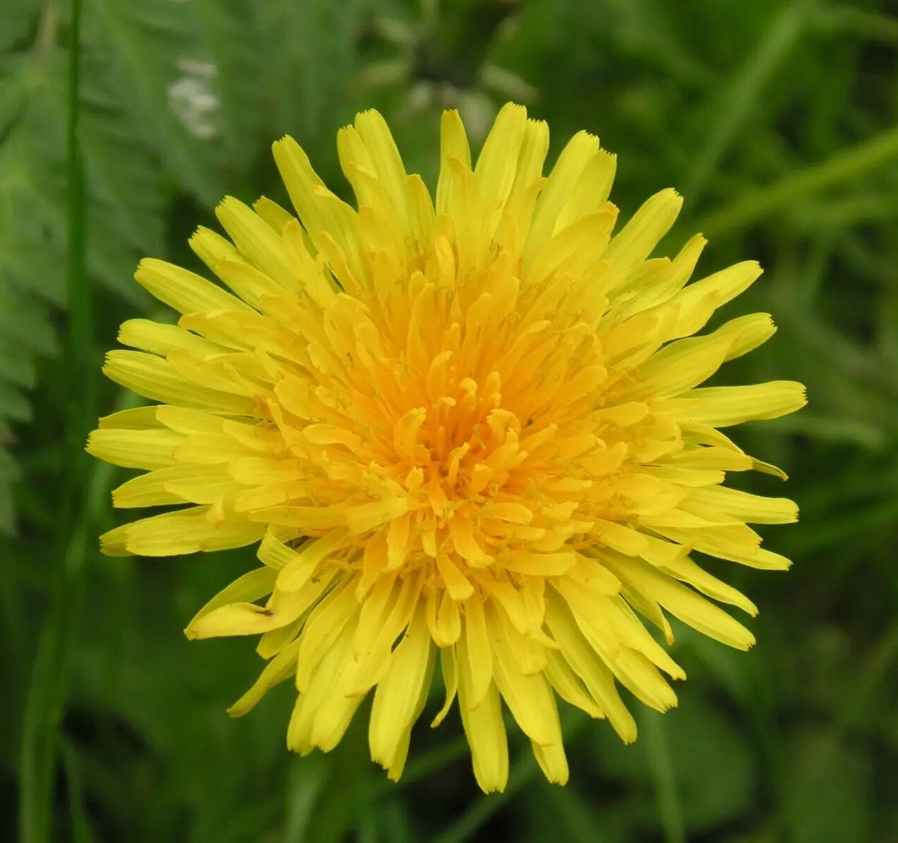 Dandelion Seeds 100+ Perennial Culinary Herb for Garden Teas Taraxacum officinale - Free Shipping