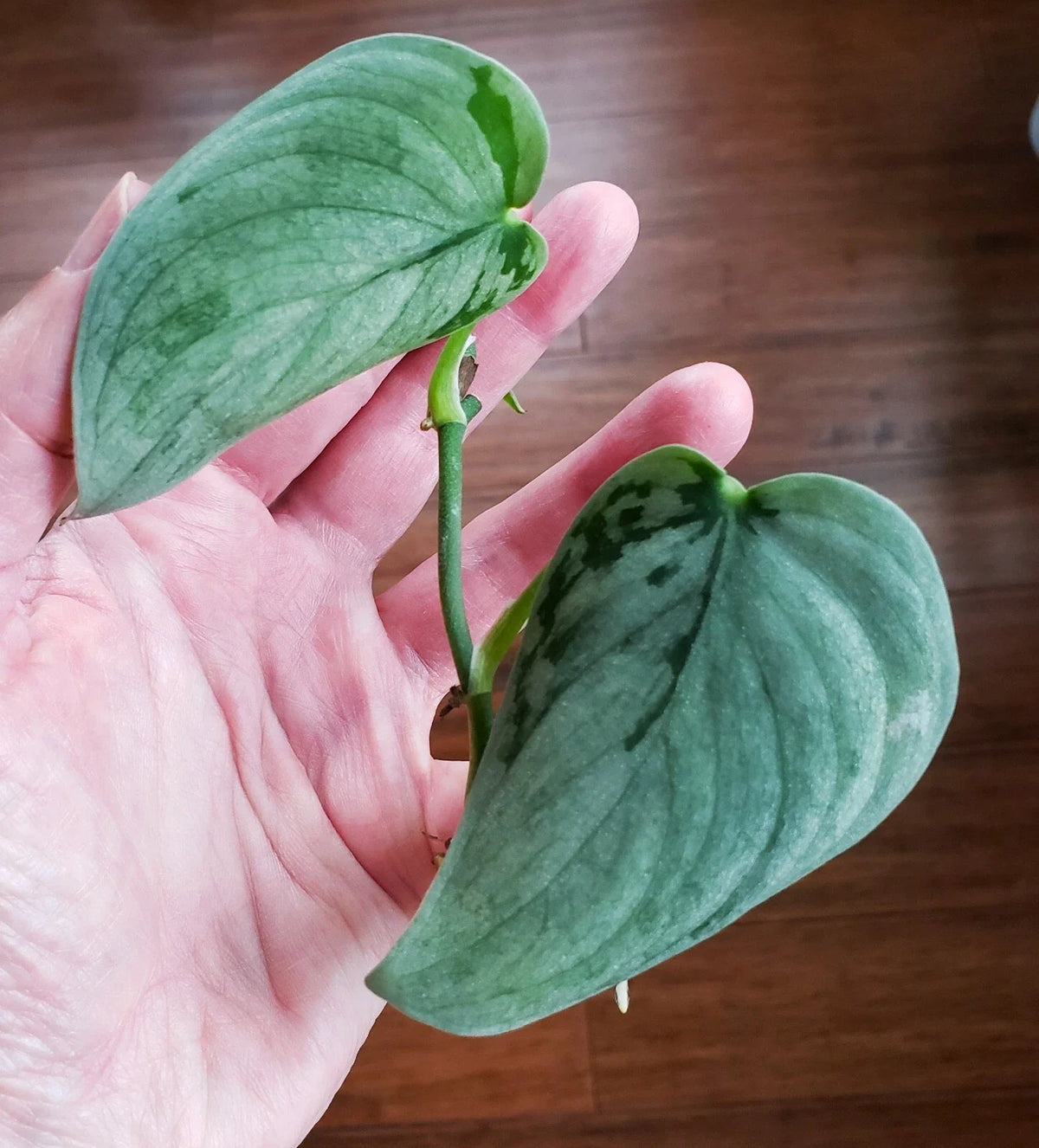 Rooted Scindapsus Sooo Silver Top Cut in Moss - Unique Variegated Houseplant (Scindapsus Pictus 'Soo Silver')