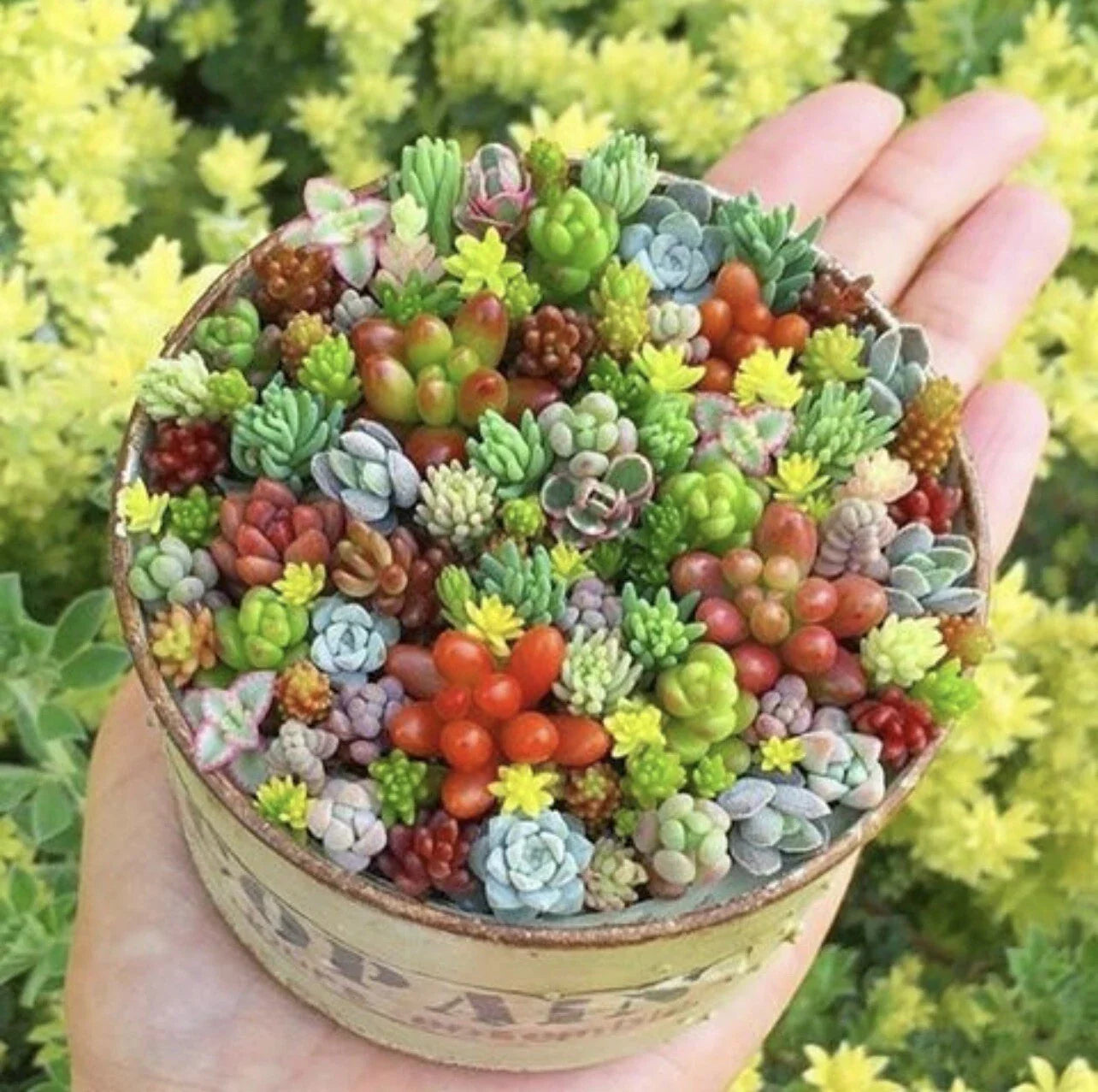 Mini Succulent Seeds, 100pcs Pack, Rare Mixed Varieties, Ideal for Indoor Gardening, Perfect for Plant Lovers