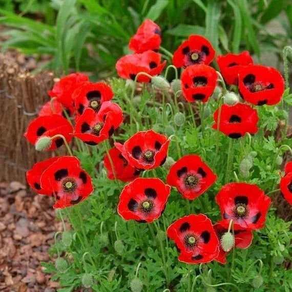 Lady Bird Poppy Seeds - 200+ Pack for Garden Planting - Papaver Rhoeas - USA Grown, Free Shipping