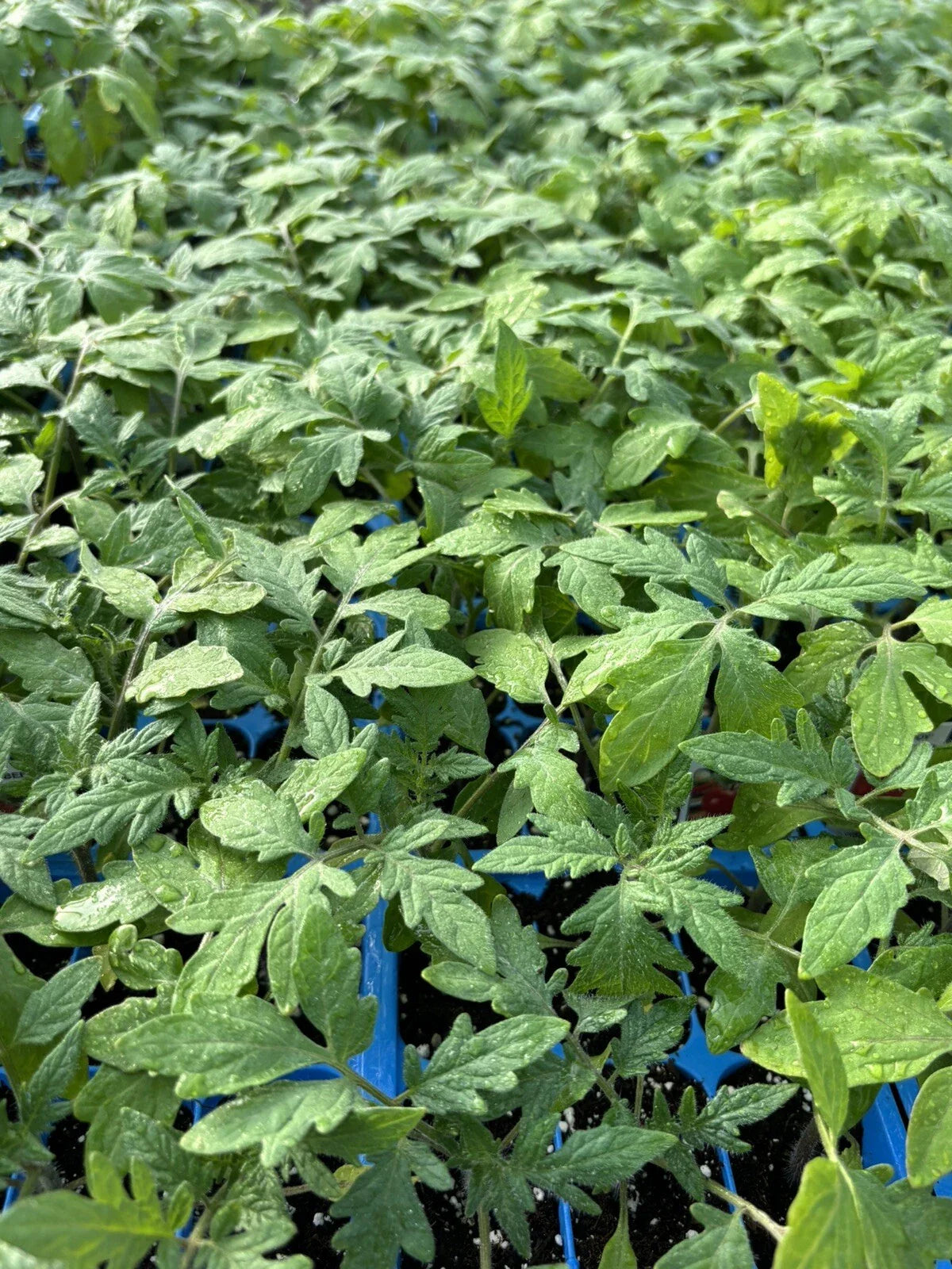 2 Beefsteak Tomato Live Plants (Solanum lycopersicum) Bareroot 6–10" | Heirloom Large Slicer Garden Vegetable Starter Plants