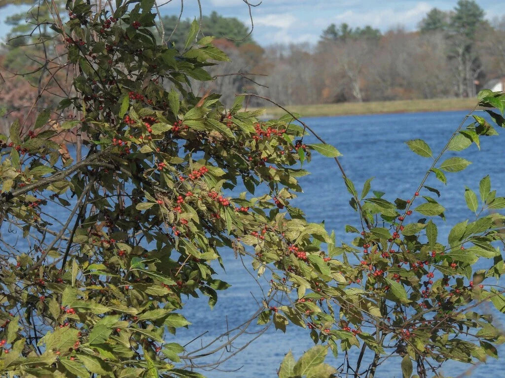 Winterberry Holly Seeds, Bulk Available, Ilex verticillata, Hardy Shrub for Landscaping, Native Plant Seeds
