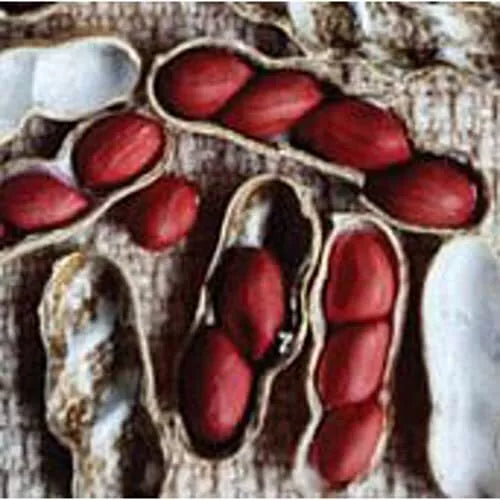 Early Spanish Peanut Seeds (20+ Seeds) | Non-GMO | Vegetable | Arachis hypogaea