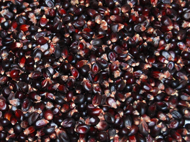 Dakota Black Popcorn Seeds - Fresh Popcorn Seed Variety - Zea mays everta - Non-GMO, Heirloom, Free Shipping