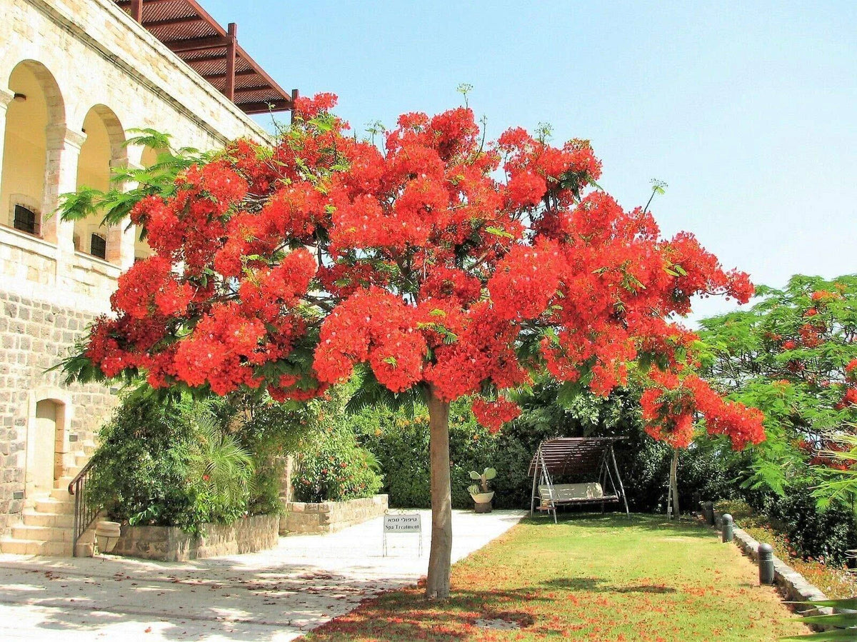 Royal Poinciana Tree 8-12" starter plant Red Flame Delonix Regia Flamboyant Flower Plant