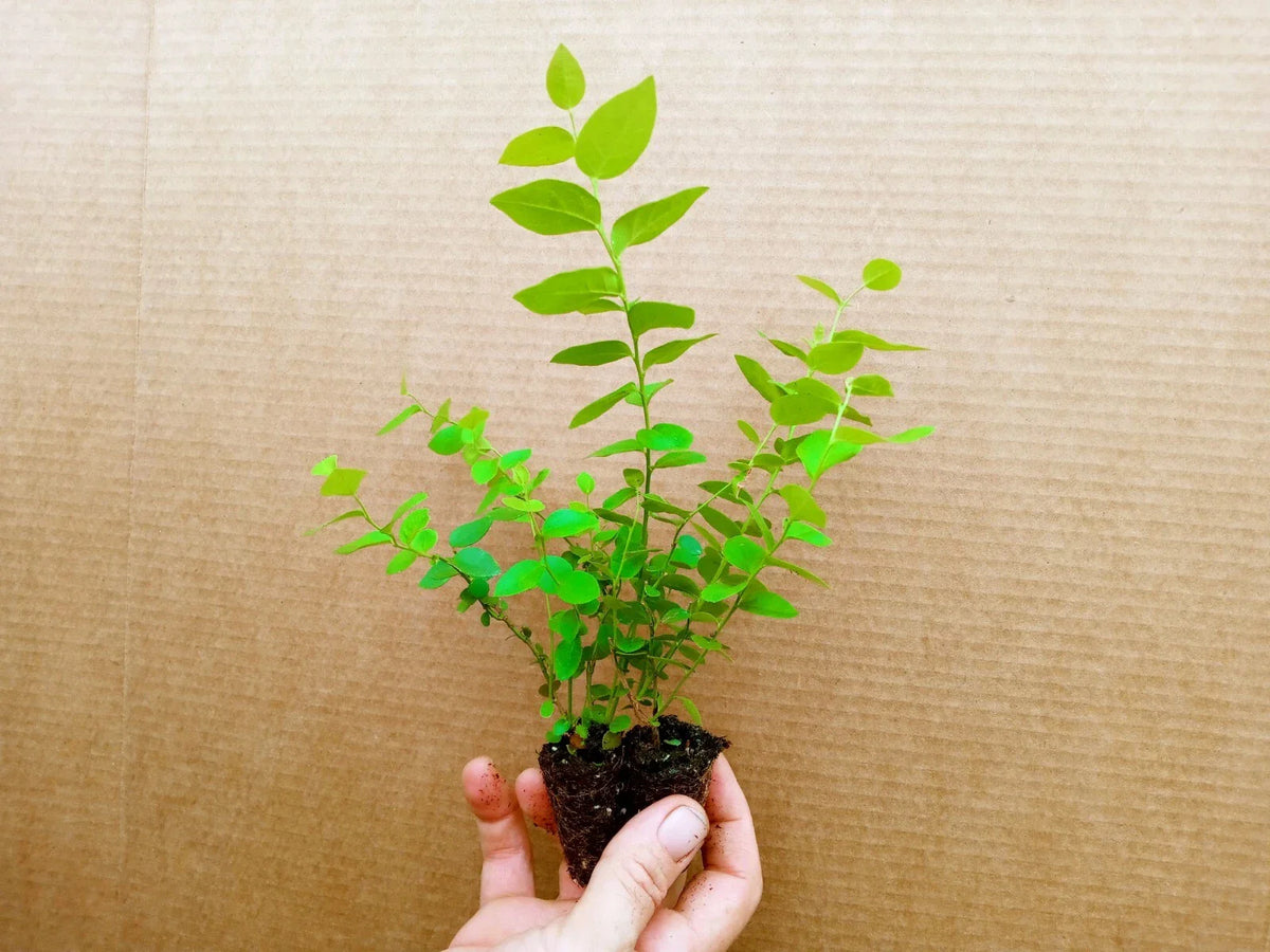 Blueberry Starter Plants - 2 Jewel Variety, Patented, Vaccinium corymbosum, Pesticide-Free, Sweet Fruit, Zones 5-10