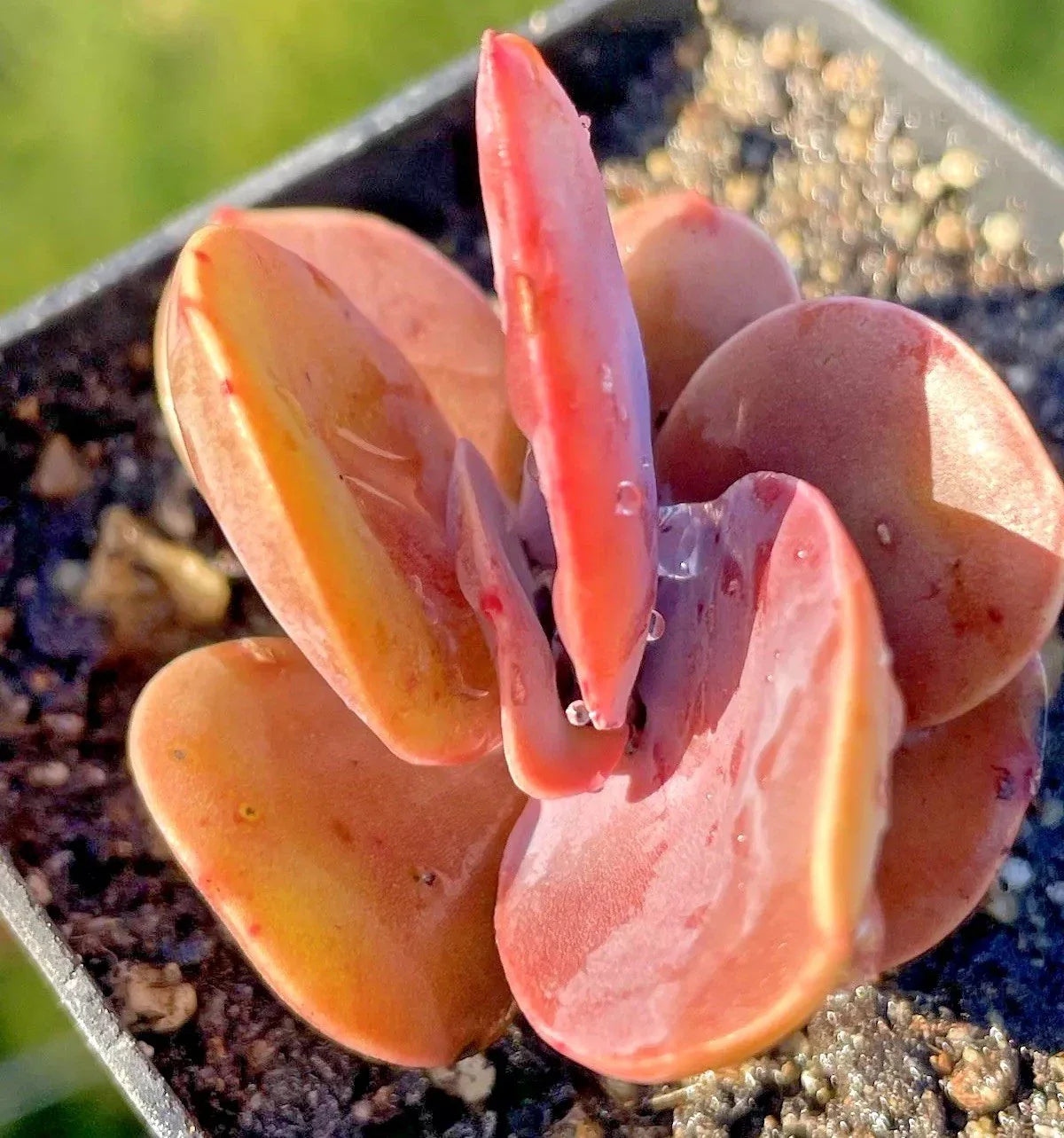 Echeveria Succulent 2.5-Inch Rare Rooted Plant - Echeveria Brunch Wine - Easy Care Live Plant for Home Decor