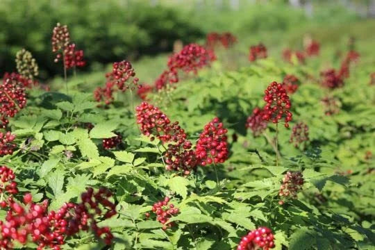 Red Baneberry Seeds for Planting - 50 Seeds - Actaea rubra - Native Wildflower - Perennial Garden Plant